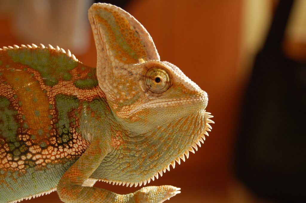 Picture of a cool lizard